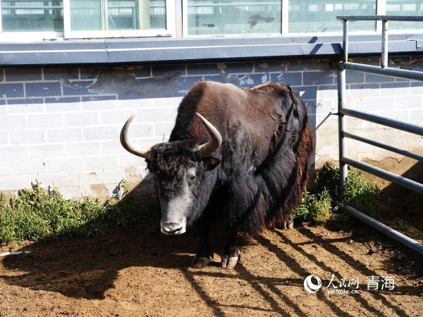 宏粤配资 青海省人大常委会审议通过《青海省动物防疫条例（修订）》